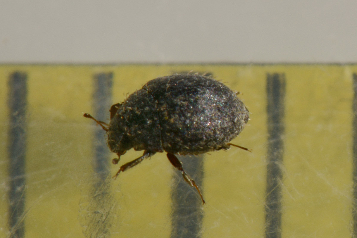 Chaetophora sp.?  S, Chaetophora spinosa, Byrrhidae